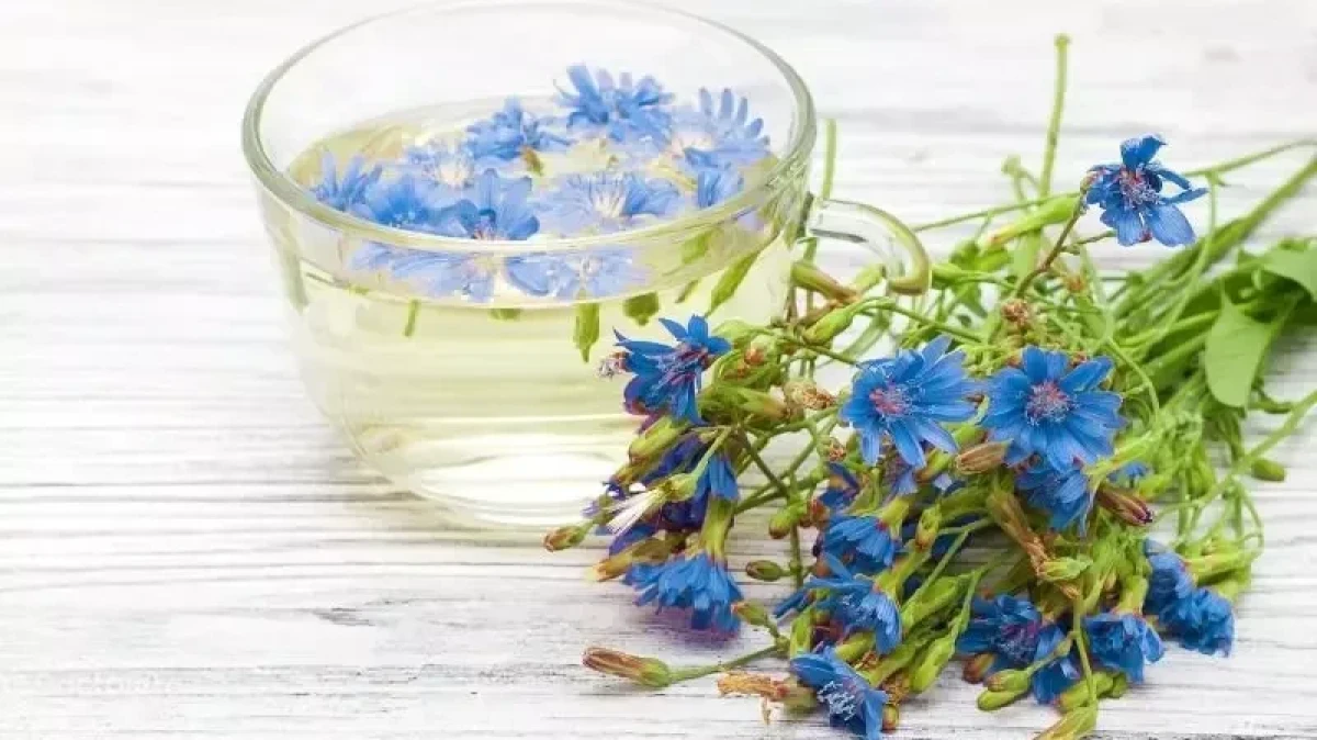 عرق کاسنی؛ گنجینه‌ای از خواص برای سلامت کبد، پوست و بدن