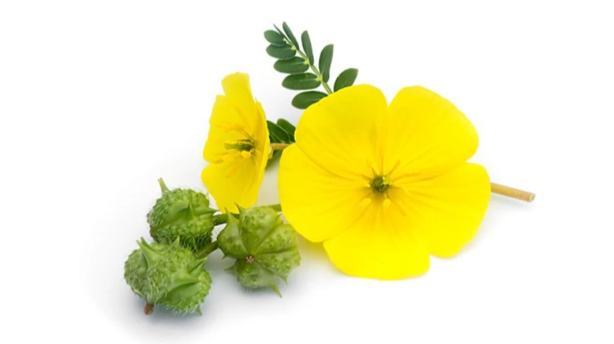 خواص شگفت‌انگیز خارخاسک در طب سنتی + طرز مصرف و موارد منع مصرف