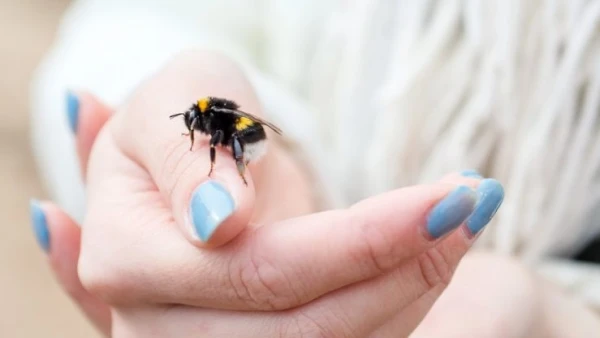 8 راهکار خانگی برای درمان نیش زنبور