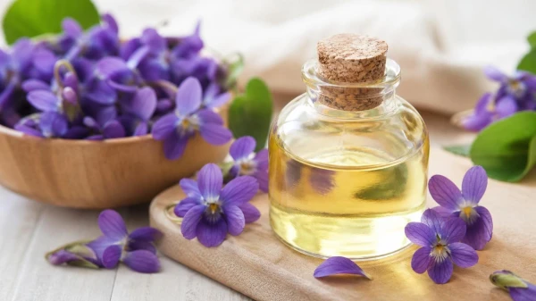 روغن بنفشه چیست؟ خواص، طبع، کاربردها و روش مصرف در طب سنتی
